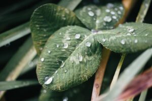 公正証書で作成できるもう一つの医療決定（尊厳死宣言公正証書）